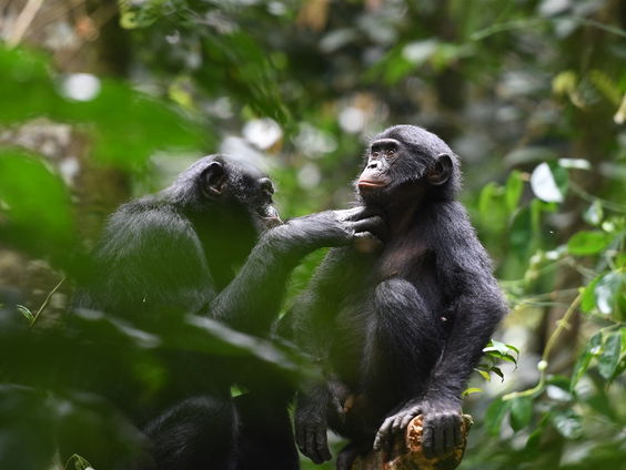 Hippie-aap de bonobo blijkt agressiever dan gedacht
