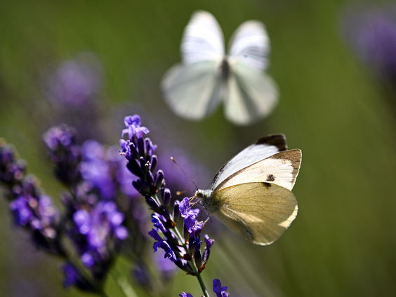 Heeft het gebruik van pesticiden invloed op de achteruitgang van insecten?
