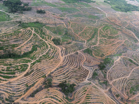 Worden de EU-regels rondom palmolie uitgesteld?
