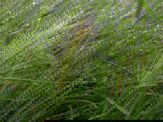 Zeegerst: icoon van Zeeland