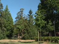Verdienen bomen nog meer schijnwerpers?