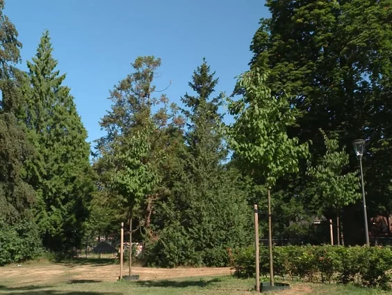 Verdienen bomen nog meer schijnwerpers?