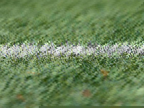 Het complete Cambuurstadion wordt geveild: 'Van de middenstip tot de dug-out'