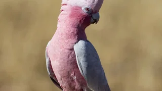 Onderzoek wijst uit: vogels genieten van vliegen