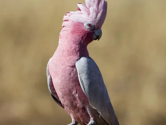 Onderzoek wijst uit: vogels genieten van vliegen
