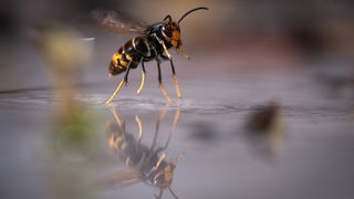 Meer dan 1750 wespennesten gered in 2025