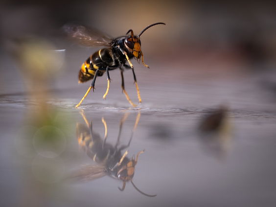 Meer dan 1750 wespennesten gered in 2025