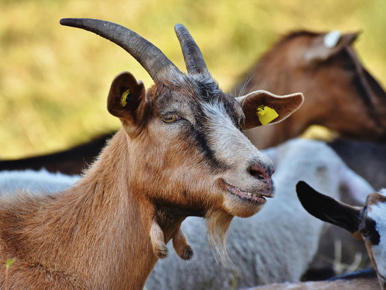 Ruim vijftien jaar na de Q-koorts epidemie wil Brabant een specialistisch behandelcentrum