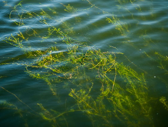 Boswachter Mathiska Lont over 'exoten uit de sloten'