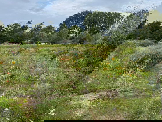 Biodiverse buurttuin moet beachvolleybalveld worden