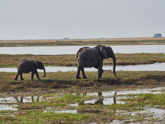 Botswana wil Duitsland 20.000 olifanten schenken