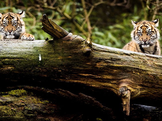 Diergaarde Blijdorp gaat fokken met Sumatraanse tijger Nonja