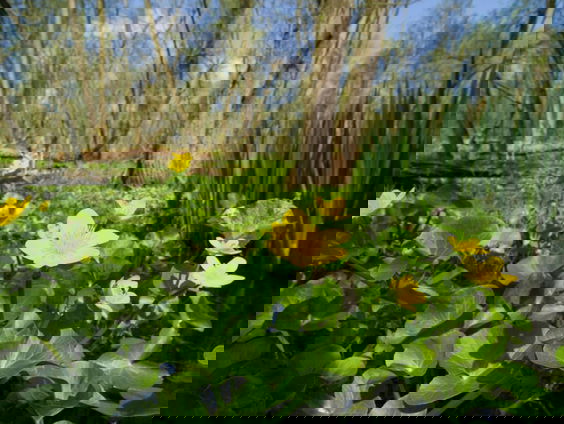 Biesbosch is Hollandse jungle