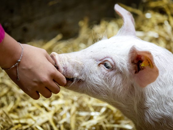 Urgenda-directeur Marjan Minnesma wil boeren geld geven om te verduurzamen