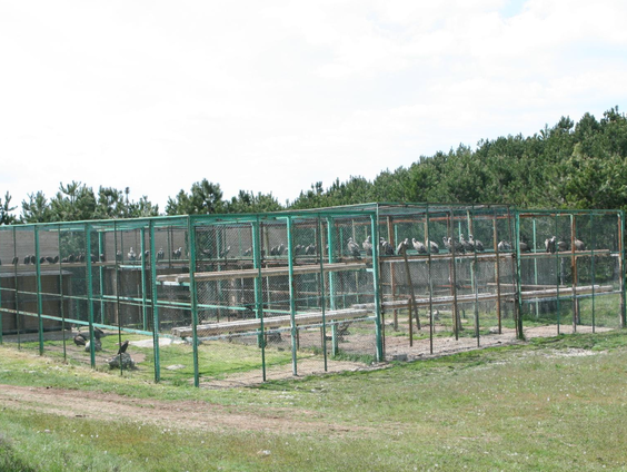 Ontsnapte dieren en smokkel als booming business: in AviFauna weten ze er alles van