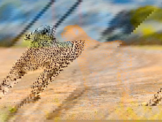 Cheetah in de knel: hoe redden we 's werelds snelste roofdier?