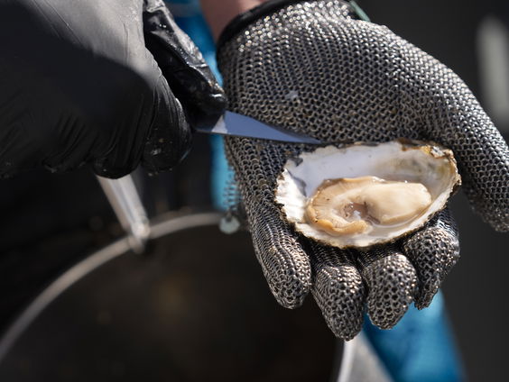 Waarom er oesters worden uitgezet in de Noordzee