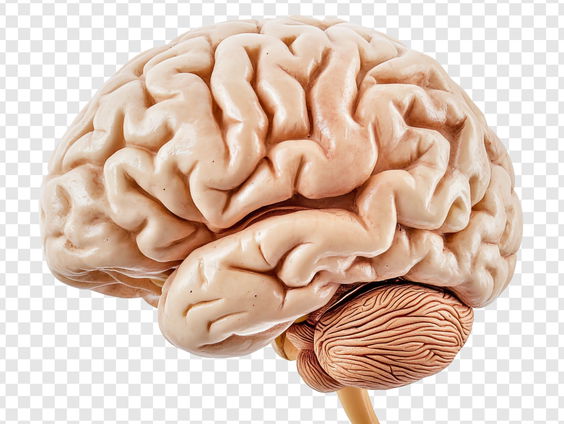 Ons brein beïnvloedt ons. En andersom.