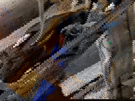 Koeien knuffelen om stress te verminderen?