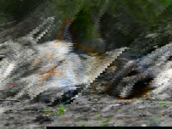 Week van Pleijsier: Hoe werd de wolf een politiek symbool?