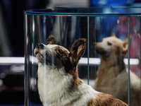 Terug naar Toen: Hondjes Belka en Strelka keren terug uit de ruimte