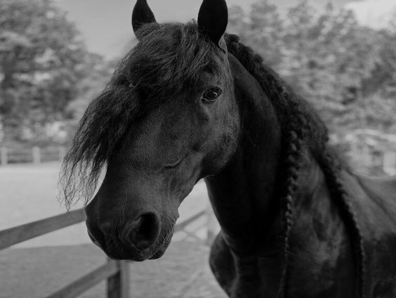 Hoe zorgelijk is de situatie rondom het Friese paard?