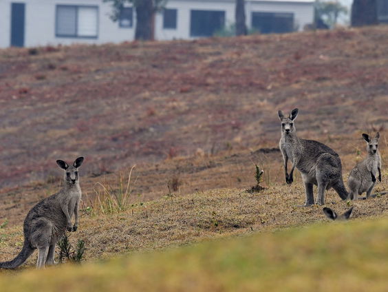 Australische rechter buigt zich over moord op 98 kangoeroes