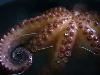 Streep door grootste octopuskwekerij ter wereld