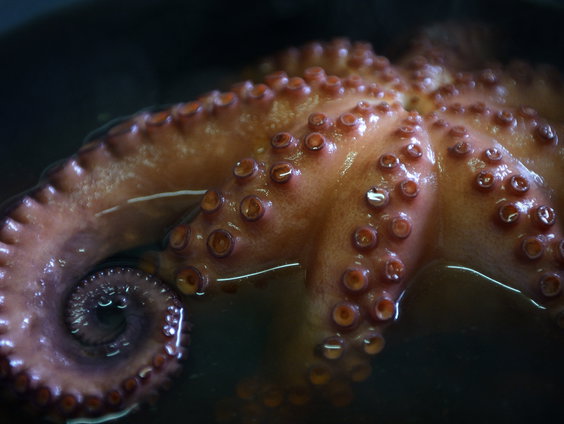 Streep door grootste octopuskwekerij ter wereld