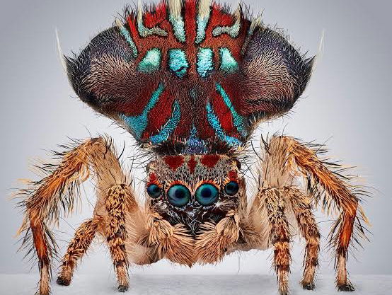 Dieren zijn niet vies van een potje flirten