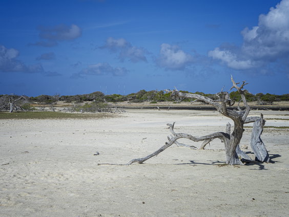'Nederland moet meer doen tegen gezondheidsrisico’s klimaatverandering, vooral in Cariben'