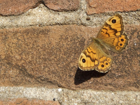 Het gaat slecht met de argusvlinder: 'Dit is de mooiste soort die we hebben'