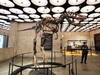 Zeldzaam dinoskelet geveild in New York voor ruim 42 miljoen euro