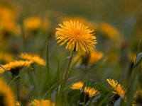 Er moeten meer paarden- en boterbloemen komen