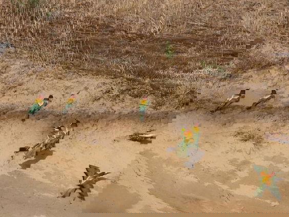 HELP! Een bijzondere vogel in mijn terrein!