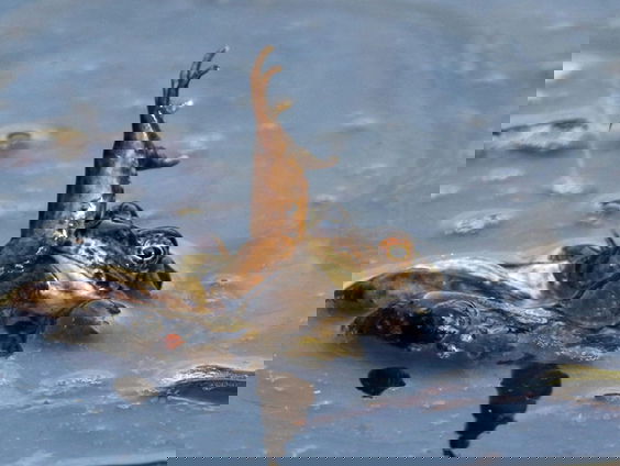 De kikkerkamasutra: boek over dier, mens en (vrolijke) wetenschap