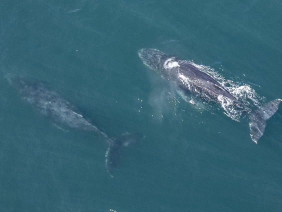 Het grote belang van Wereld Walvissen Dag