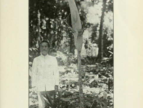 Het verborgen werk achter de koloniale botanica