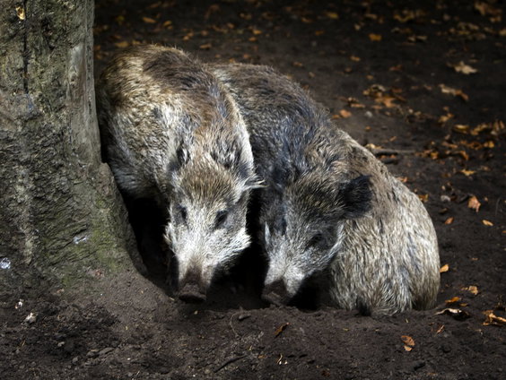 De jaarlijkse voorjaarstelling van de jagers