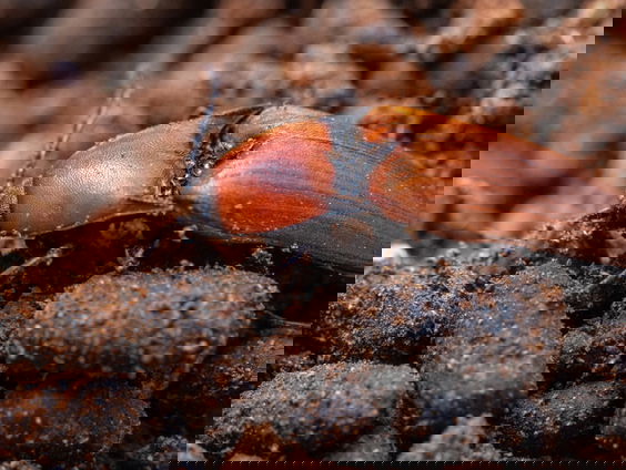 Kniptorren van de Benelux in kaart gebracht