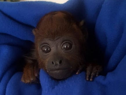 Als een kapucijnaap zich verveelt ontvoert-ie de baby van een brulaap