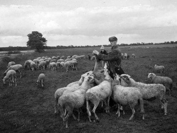 Bij de herder in het Dwingelderveld