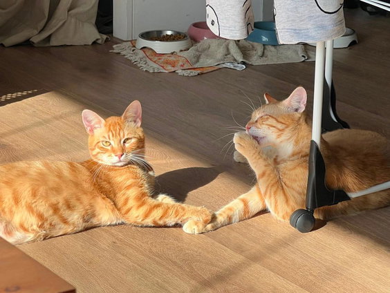 Maakt het hebben van een huisdier nou wel of niet gelukkig? We zullen het nooit weten