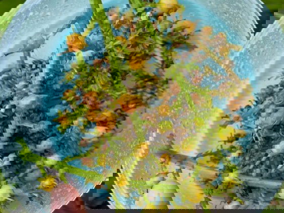 Waterdrieblad: icoonsoort voor Groningen