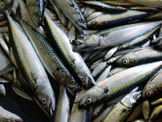 Stand.nl: Het is goed dat supermarkten stoppen met de verkoop van makreel