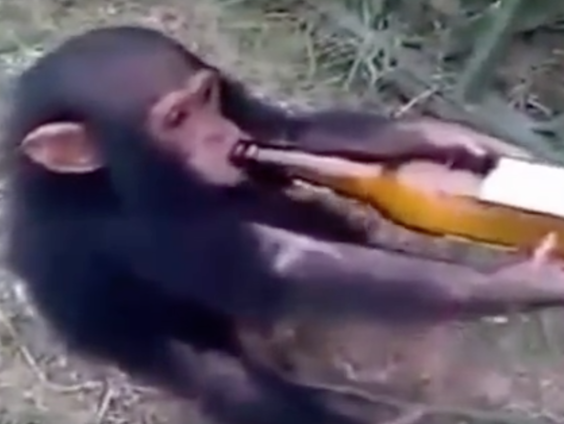 Chimpansees zijn alcoholisten