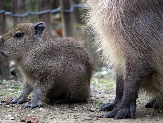 Alles over de Capibara