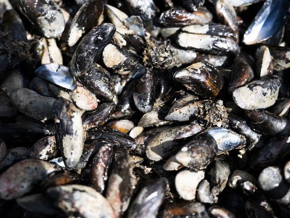 Duurzame visserij: ‘Moeten eetgewoontes aanpassen’