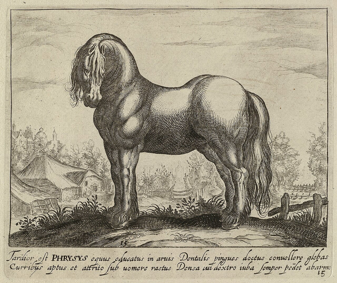 Trouble in Paard-adise: het Friese Paard in gevaar?