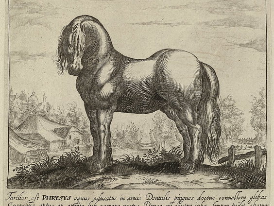 Trouble in Paard-adise: het Friese Paard in gevaar?